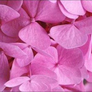 Meet your Posher, Lily